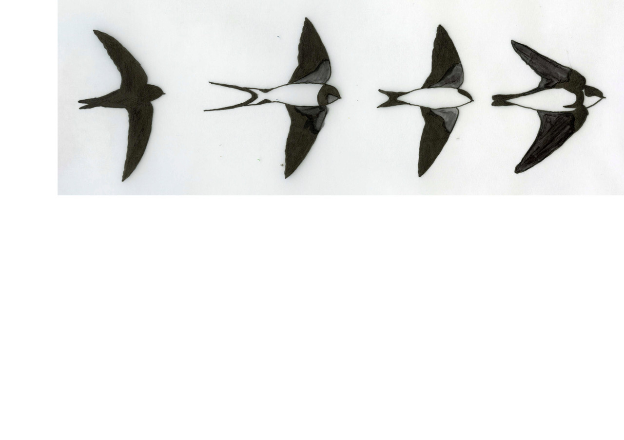 De vier zwaluwen van Waterland, getekend door Anne Sanderling op basis van de ANWB Vogelgids van Europa.