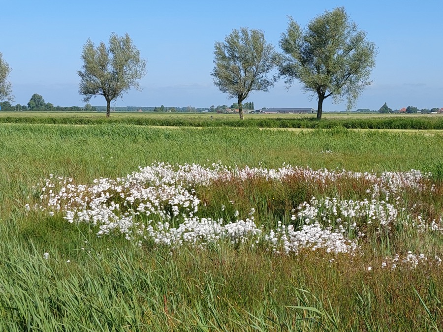 Het Heitje van Katham is een uniek hoogveen-gebied in Noord-Holland