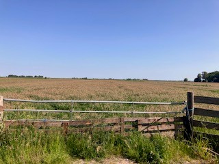 grasland