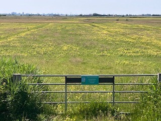 Foto van de met ratelaar geel gekleurde weilanden in Opperwoud op 26 mei jl.